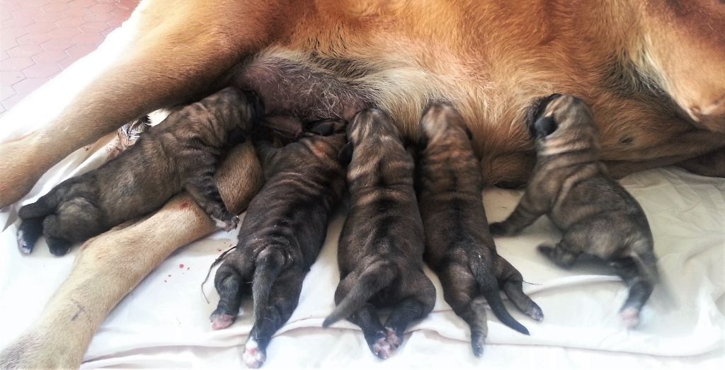 Chiot Mastiff Du Hot-dogues Red